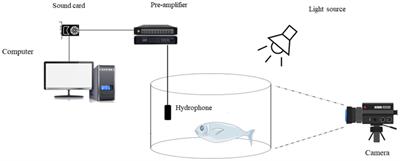 Recognition of feeding sounds of large-mouth black bass based on low-dimensional acoustic features